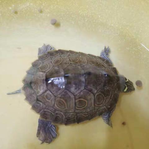 我的乌龟
