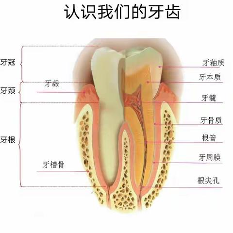 爱护牙齿，绽放微笑小龙人幼儿园中二班爱牙日美篇