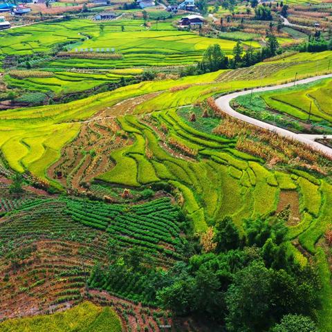 乐山印象-四峨山晒黄