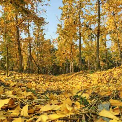 【双语人民南路幼儿园】大三班🍂与你邂逅一场最美的秋色🍂