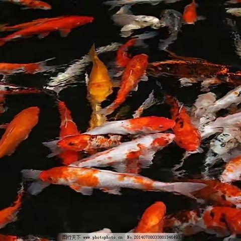锦鲤游园  福至心间——中专级部放生活动