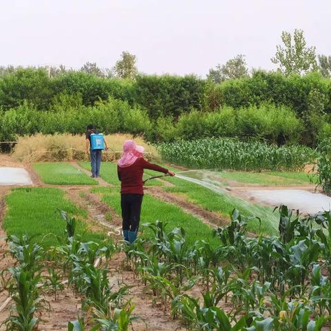 洋北街道七里村“芒种芒种，农忙之季勤耕种”