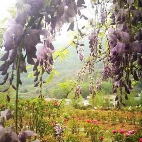 风对雨的情意（歌词）