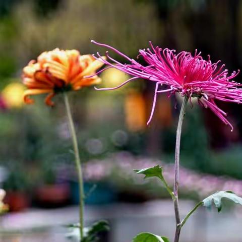 不是花中偏爰菊    此花开尽更无花