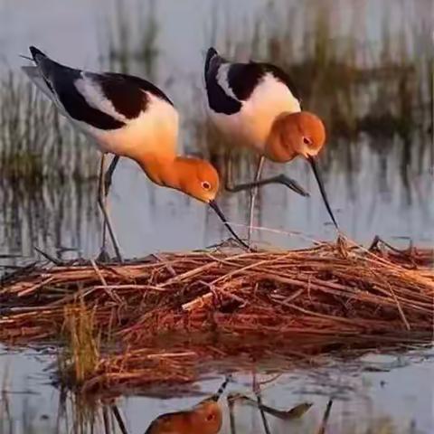 ✨鸟巢的模样🦜