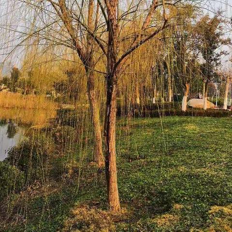 学习雷锋，从小事做起     张阁镇侯楼小学