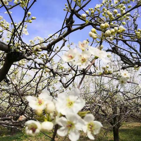 春暖花开，奔你而来！