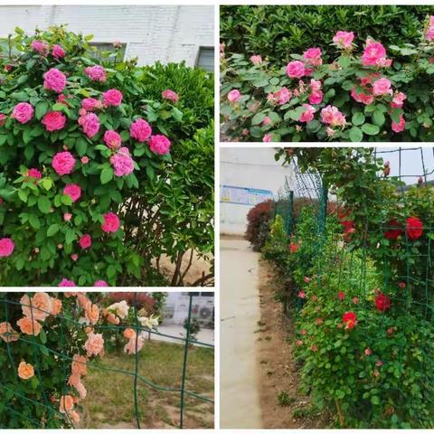 侯楼小学2022招生开始啦！