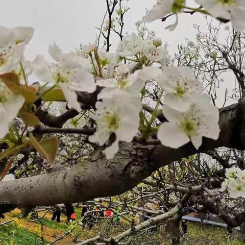 春风十里，这儿梨花等着你