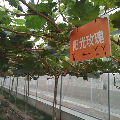 阳光玫瑰，易发生问题一览