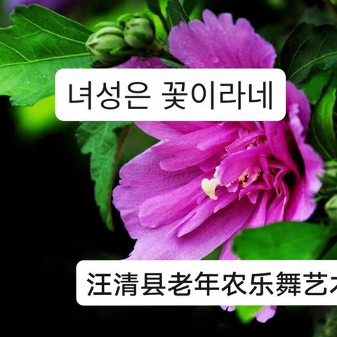 汪清县老年农乐舞艺术团庆3.8活动