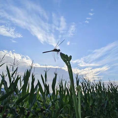 시골의 이른 아침