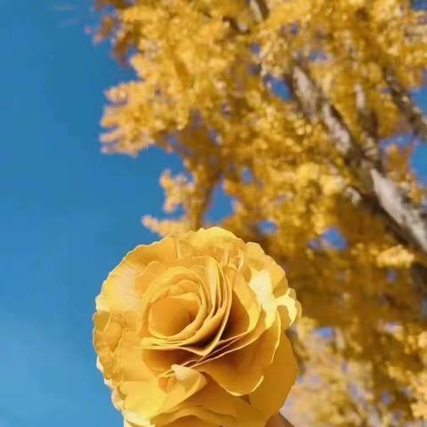 又是一年叶黄时