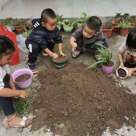 中一班小小种植家