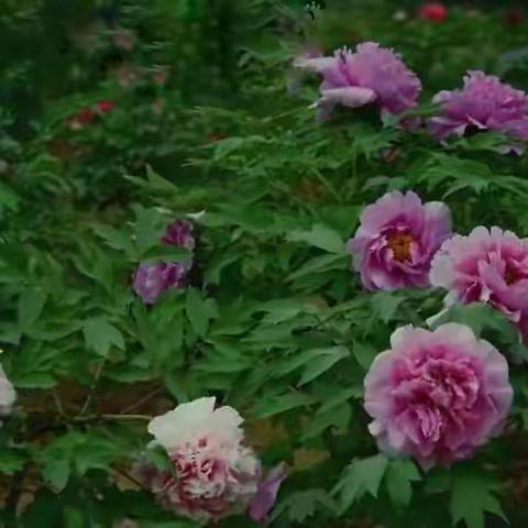 国色天香牡丹