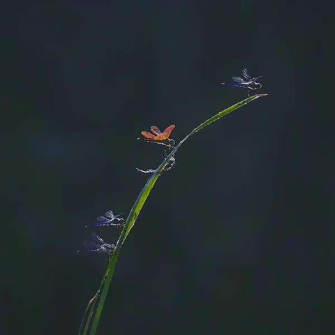 蜻蜓