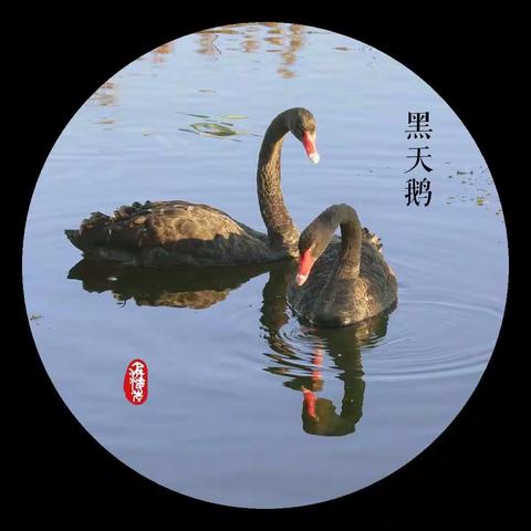 《黑天鹅浪漫的爱情生活》摄于莲石湖