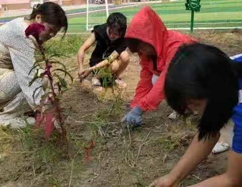 以“劳” 树德，以“劳"育美——王才屯小学劳动教育活动