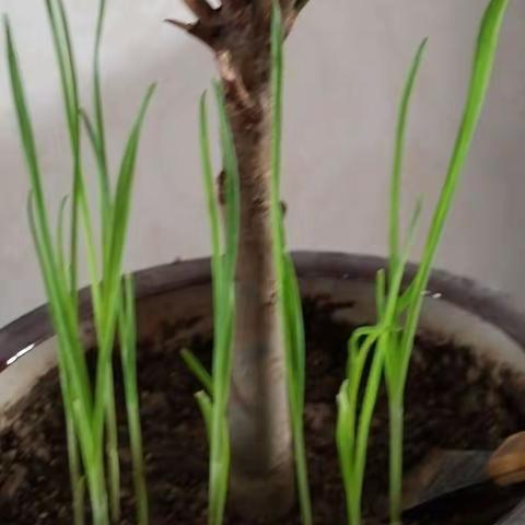 我们的绿色，我们的色彩