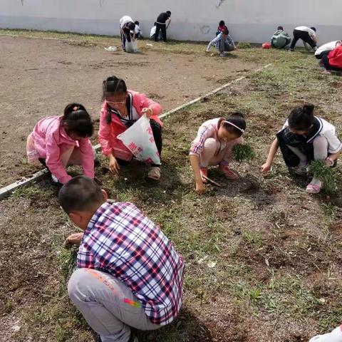 我与小草有个亲密接触 ――高庄苍龙峡小学扬帆中队的孩子们乐在草丛中