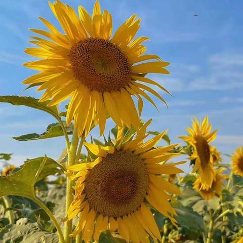 江津区柏林幼儿园（小班）疫情时光——第八周幼儿活动建议（四）