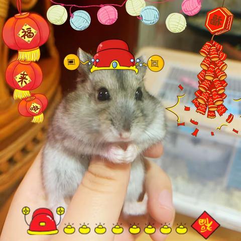 “鼠”你好运  欢度“鼠”年——四（4）乐享新年