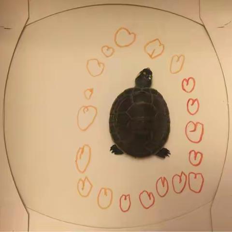 一只乌龟的葬礼