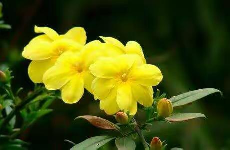 步履不停  学无止境——昌乐县西湖小学数学组    唐鑫