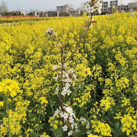 最美人间四月天