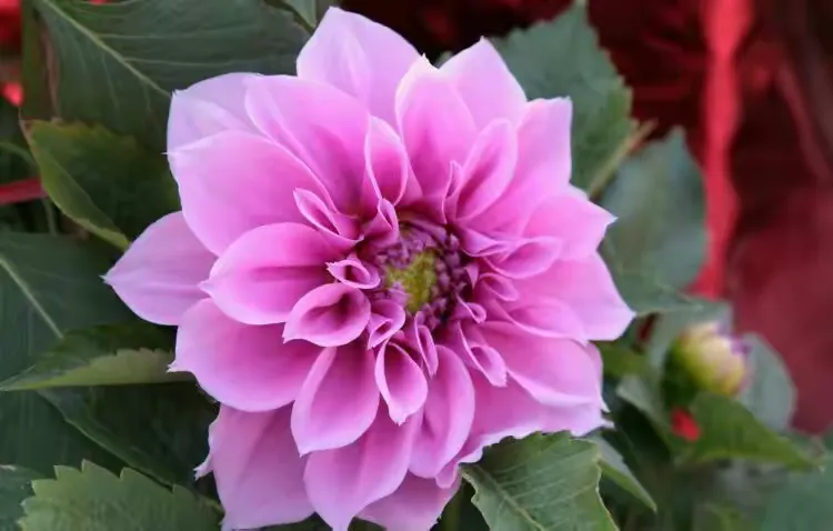 诗意花香1：中国十大名花赏