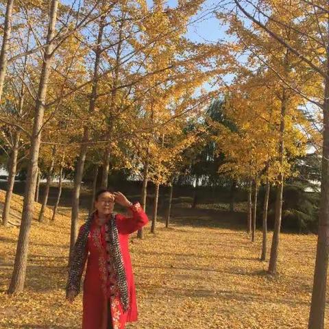 2017.11.7，黄河大坝银杏林看落叶🍂 