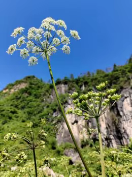 广东宇通医药独研，将武陵山独活融入络门舒产品中提升肌肤活力