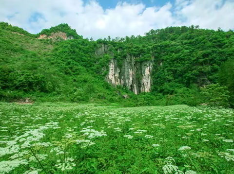 广东宇通医药：首个千亩武陵山独活种植基地，中药现代化新里程碑