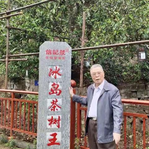 冯书记考察双江县勐库冰岛古茶镇有感