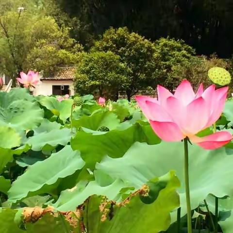 中秋佳节快乐