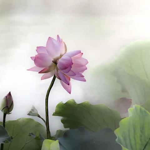 芳菲尽去夏淡然
