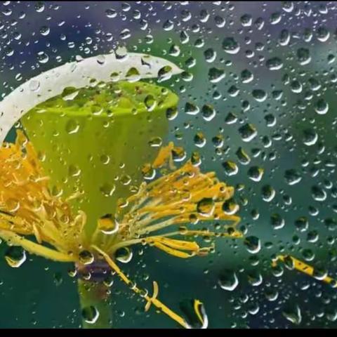 盛夏沐雨