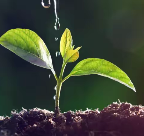 【传统·节气】春已至    万物始——长开幼儿园邀你一起了解二十四节气之「立春」