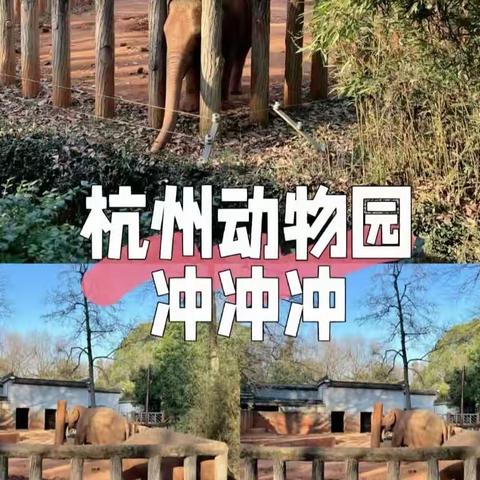 “亲近大自然，走🐾进动物园—森林幼儿园动物园春游简报”