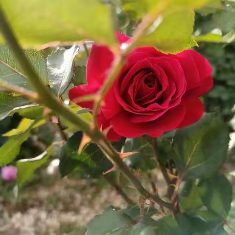 儿科6S“整理、整顿、清洁”阶段之齐心协力共创温馨家园