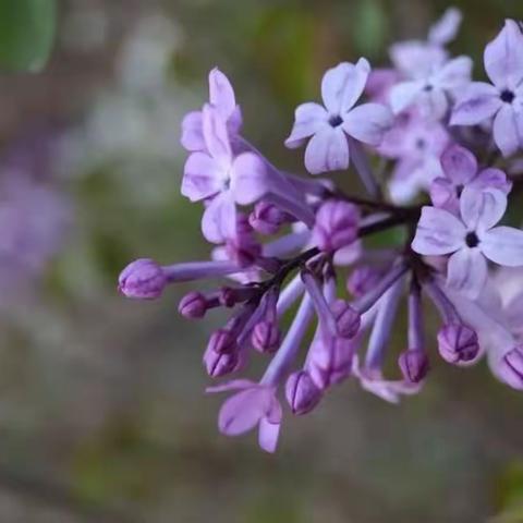 酒都学生习作六上“变形记”
