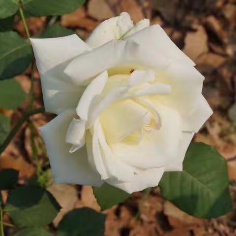 美丽的月季花