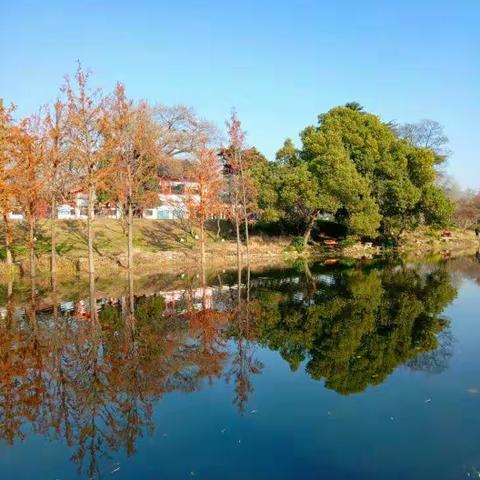 后湖暖阳似春华 20191231