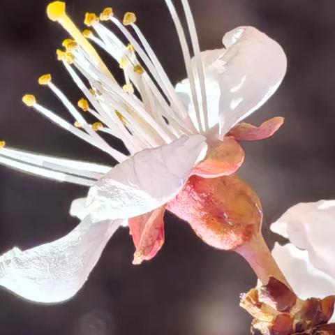 百 花 争 艳