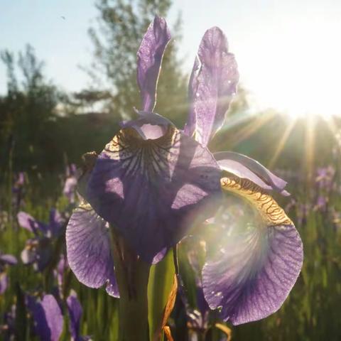 蓝花