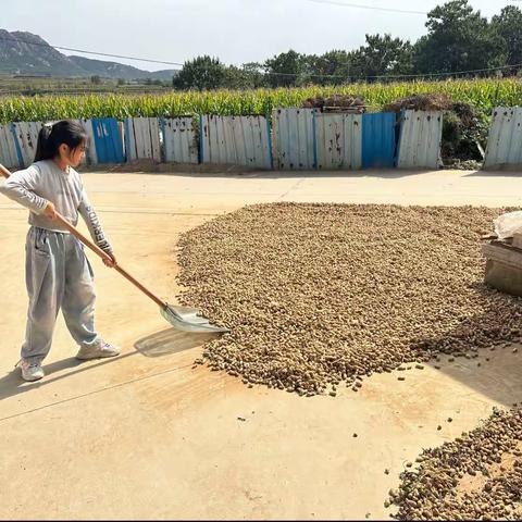 劳动小能手，莱州市双语学校三年级（三班）张凌菲