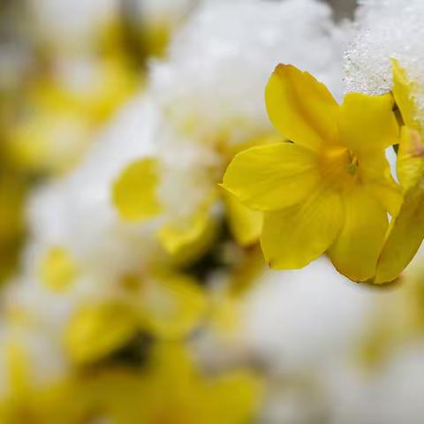 雪中盛开的迎春花