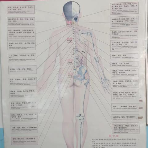 骨质增生的类型有哪几种?