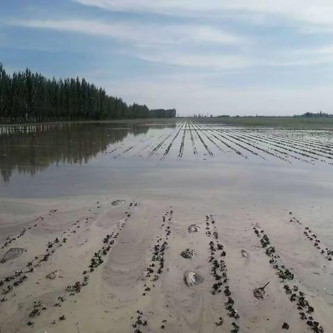 新湖农场一连抗灾自救