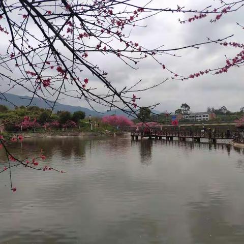 祝女王们节日快乐！——2021年三八节组织女职工游牡丹樱花世界、逛油菜花大观园